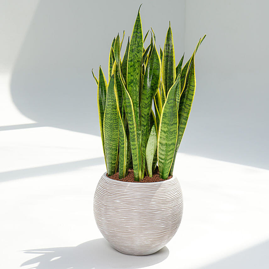 Holland Sanservieria Plant in Premium Planter