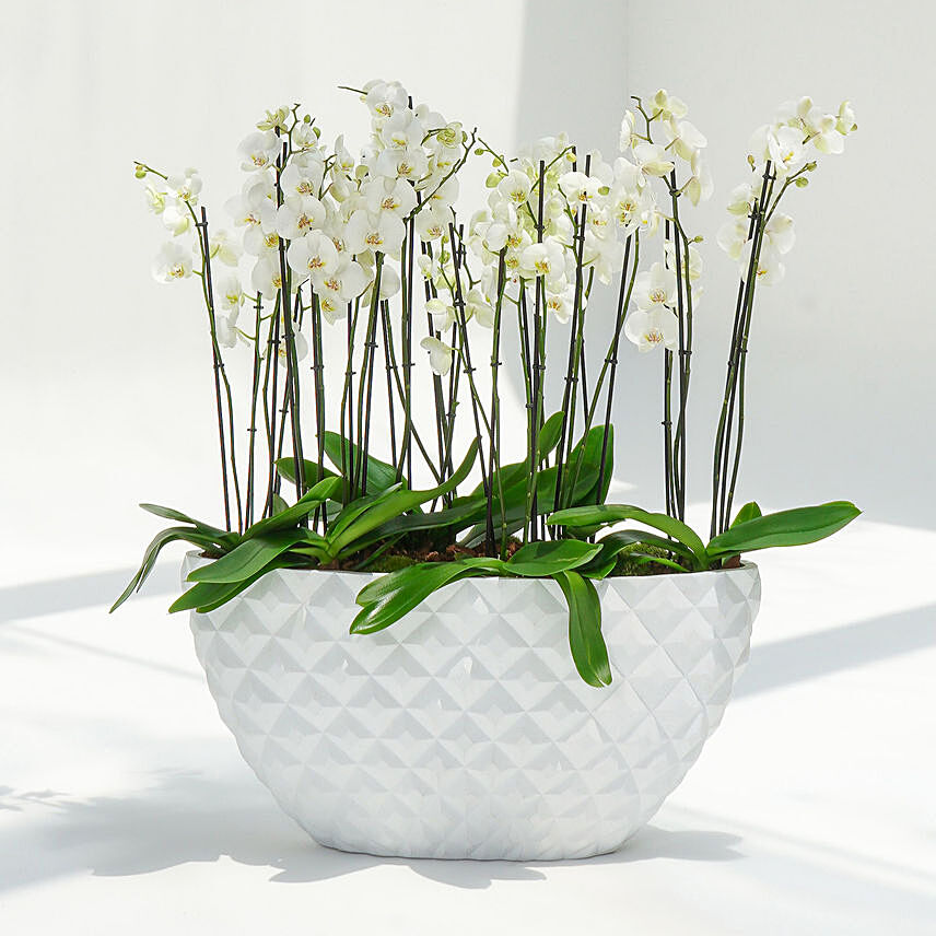 24 Stems Holland Orchid in Premium Diamond Textured Planter