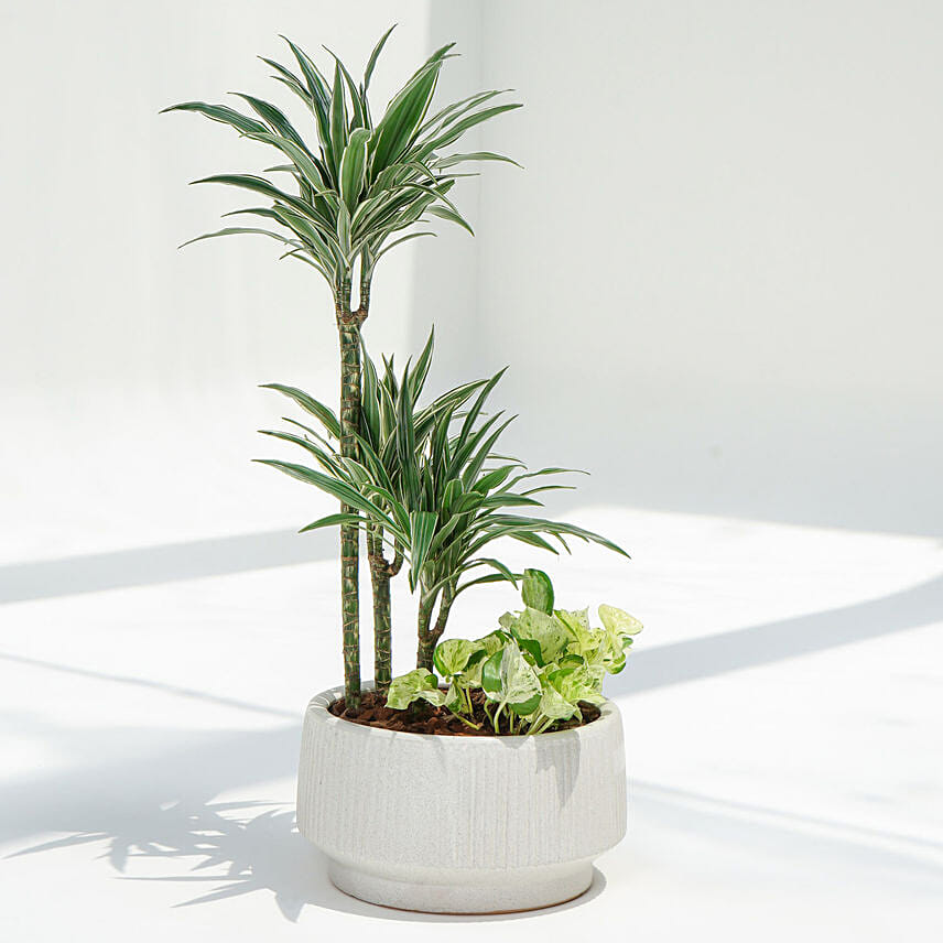 Warneckii Dracaena with White Scindapsus in Premium Planter