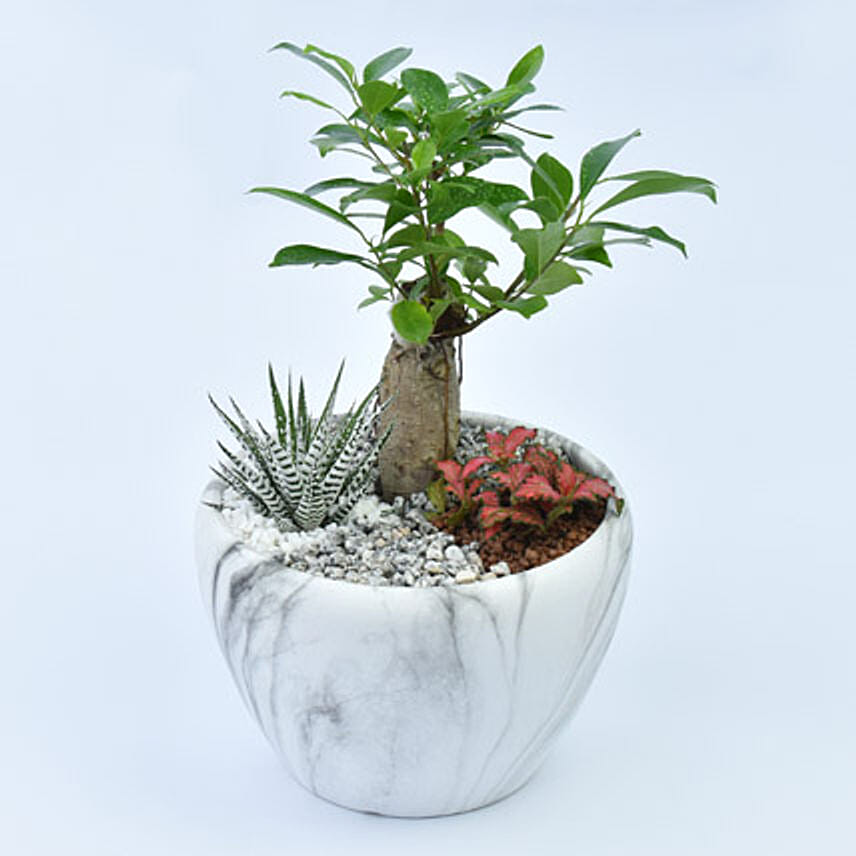 Bonsai Garden