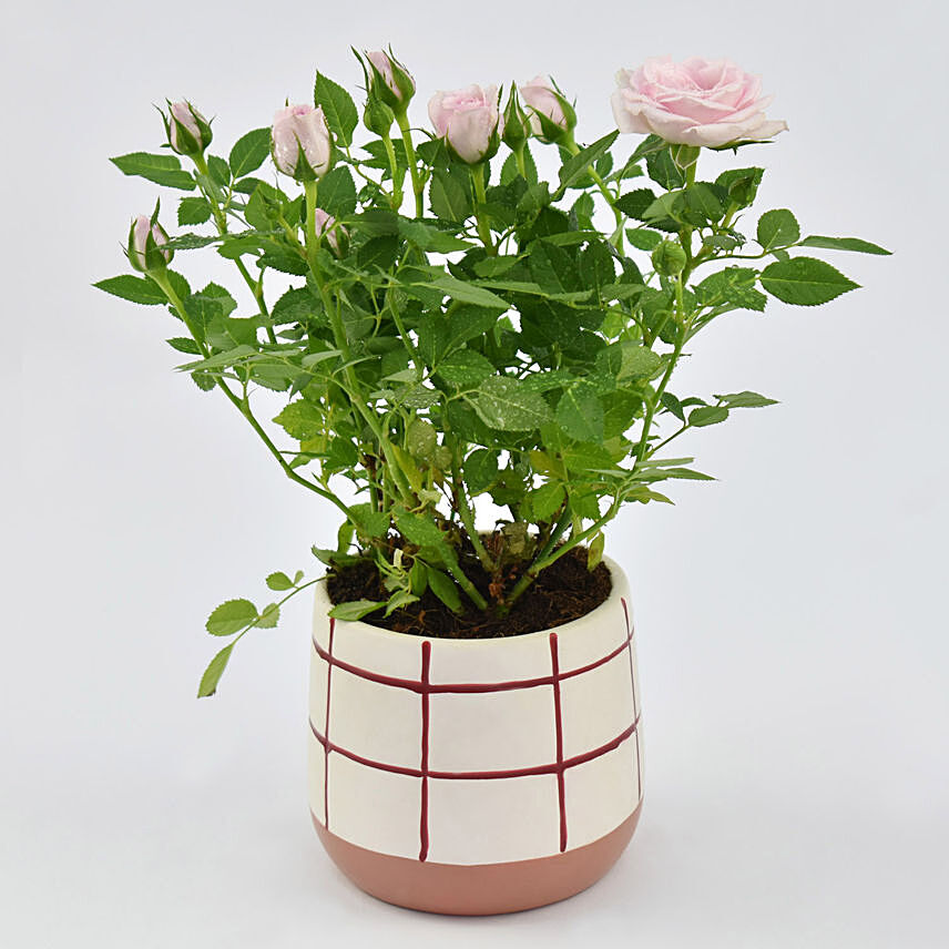 Pink Rose plant in Love Pot