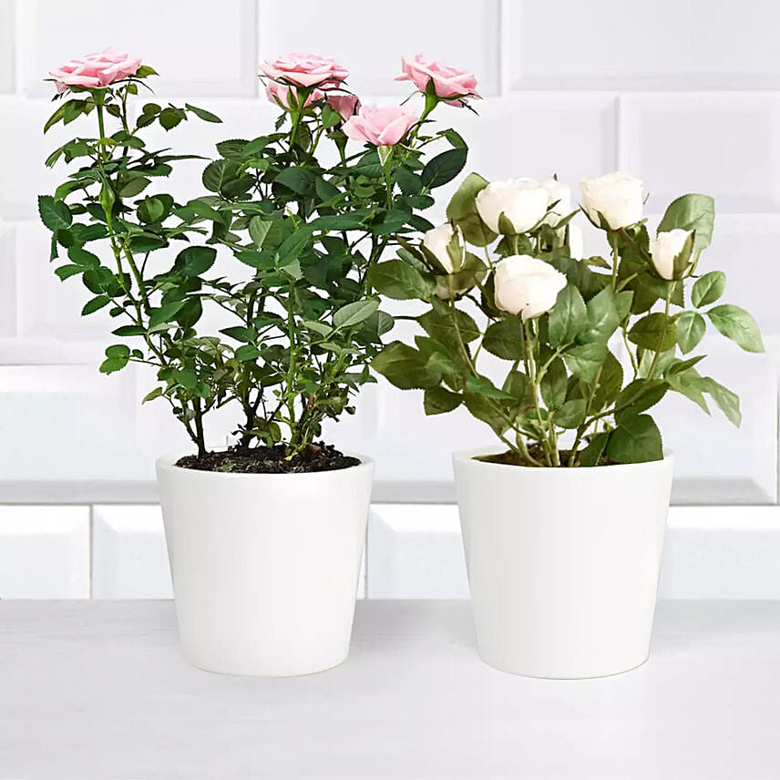 Pink and White Rose Plant