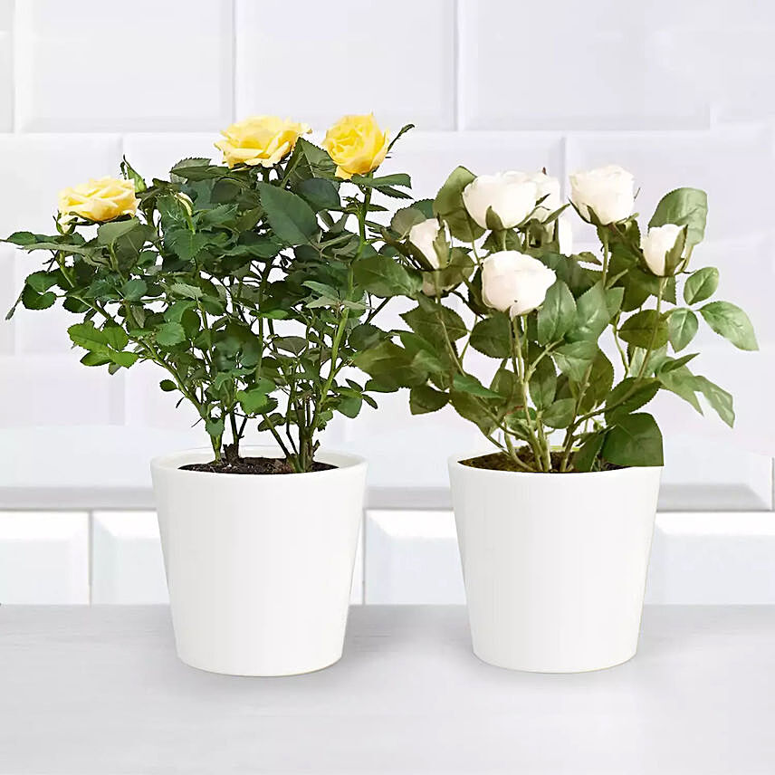 Yellow and White Rose Plant