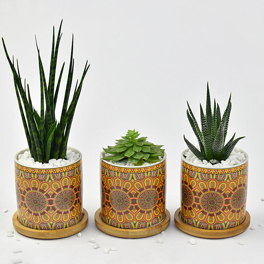 Trio of 3 Small Plants