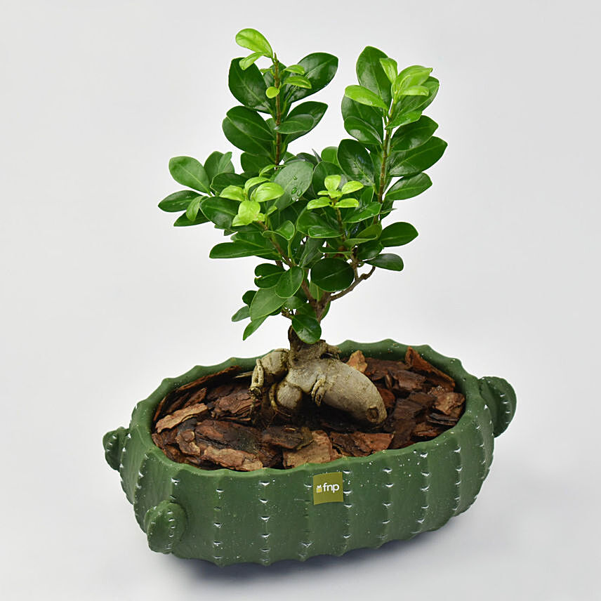 Ficus Bonsai in Designer Ceramic Pot