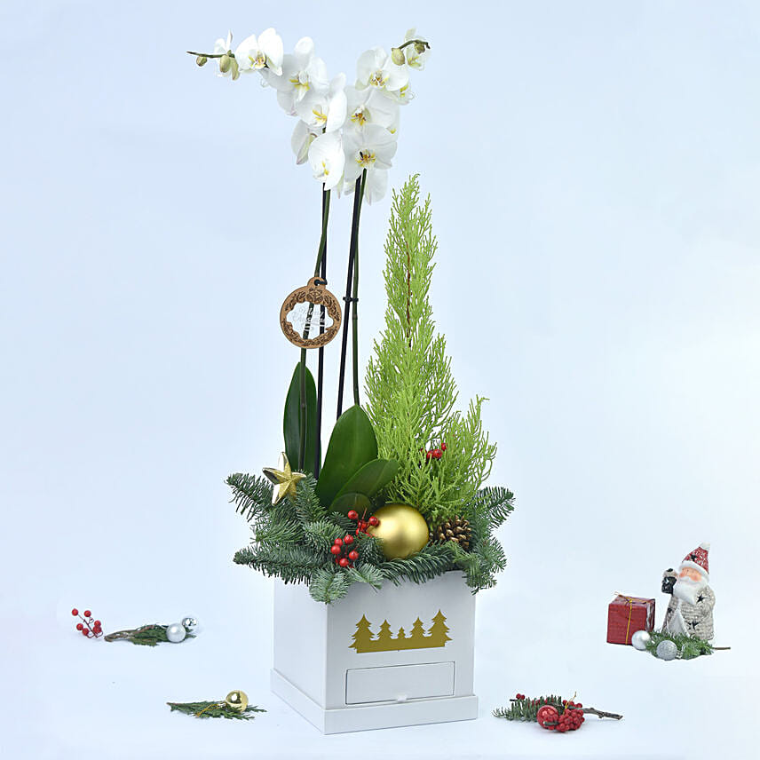 Christmas Orchid and Tree in a Box