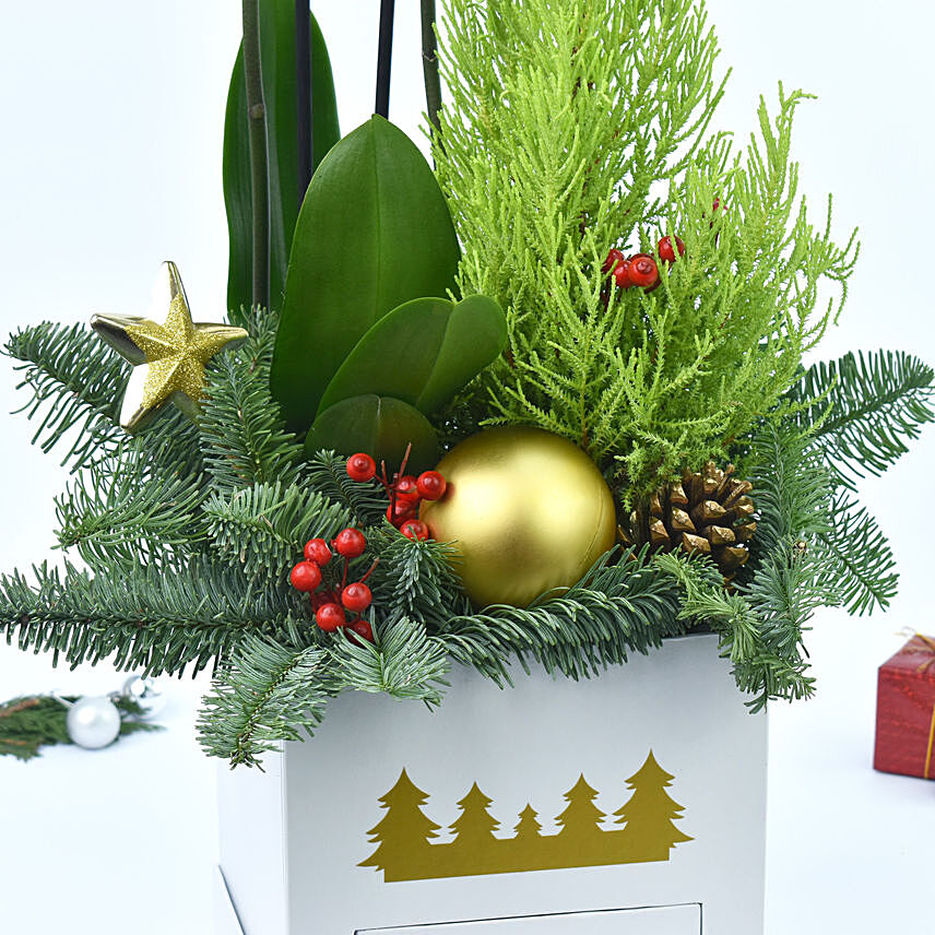 Christmas Orchid and Tree in a Box