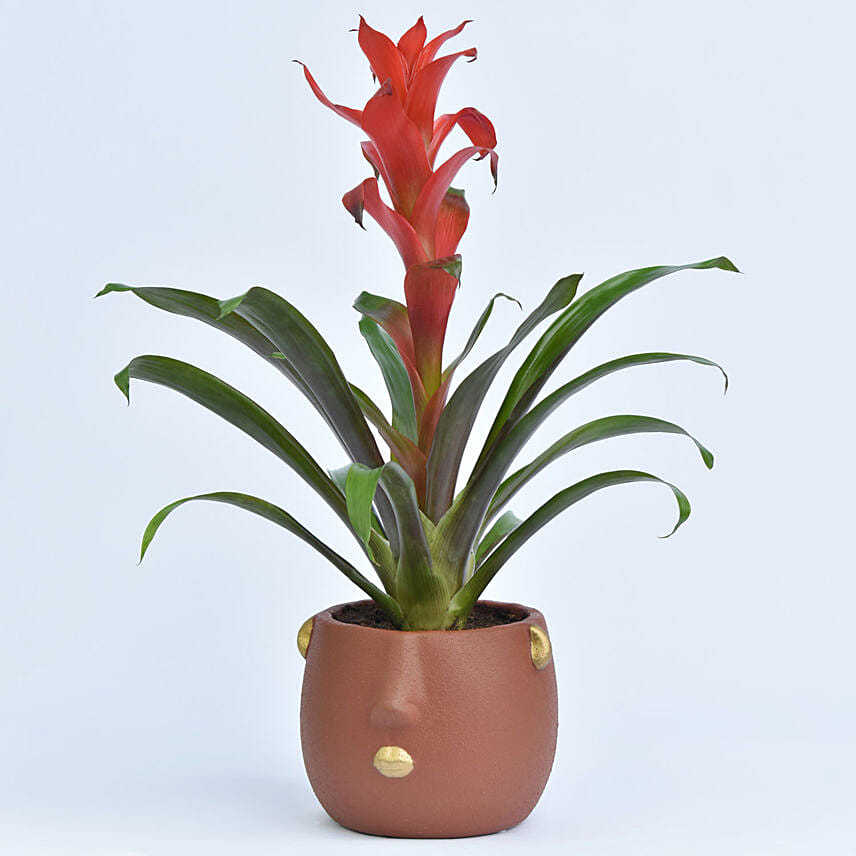 Beautiful Red Guzmania Plant