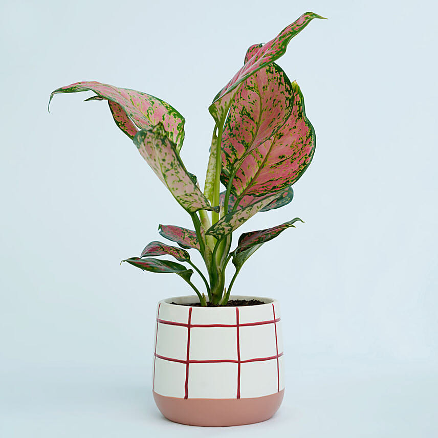 Red Aglaonema in a Pot