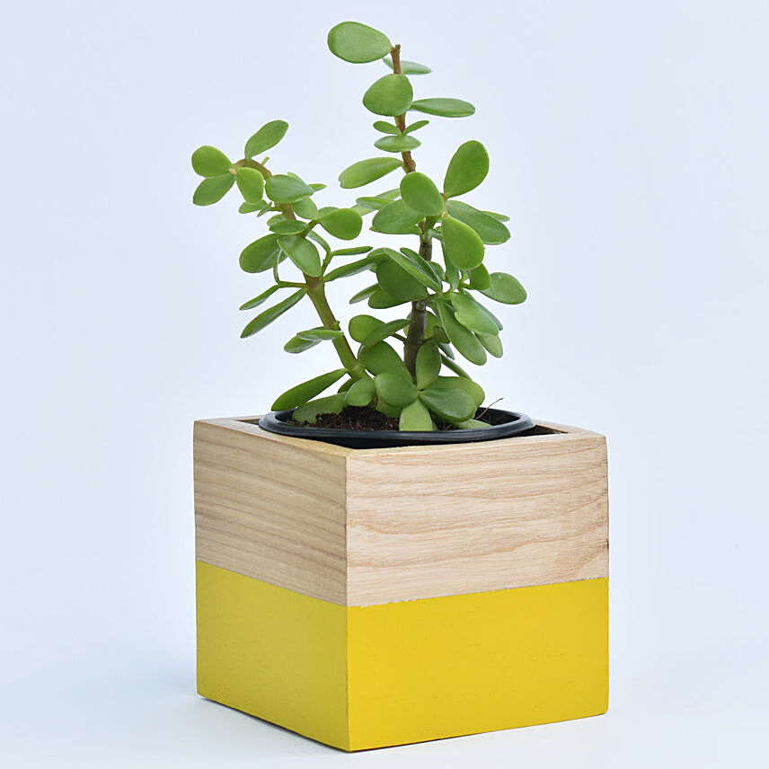 Lucky Jade Plant with Wooden Base