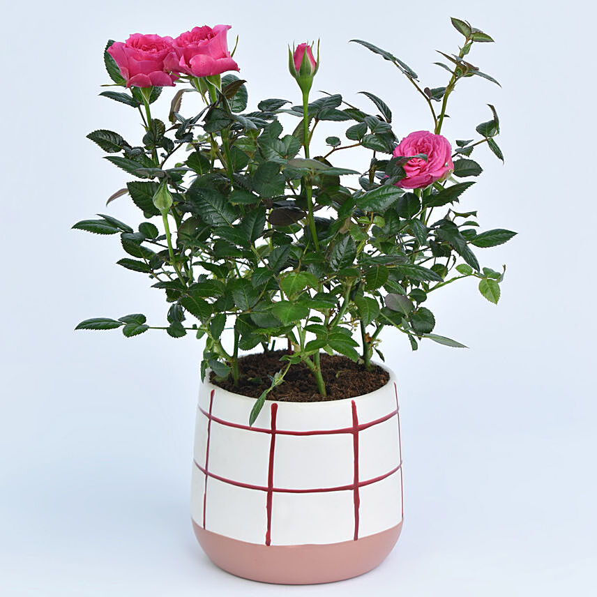 Pink Rose Plant In Designer Vase