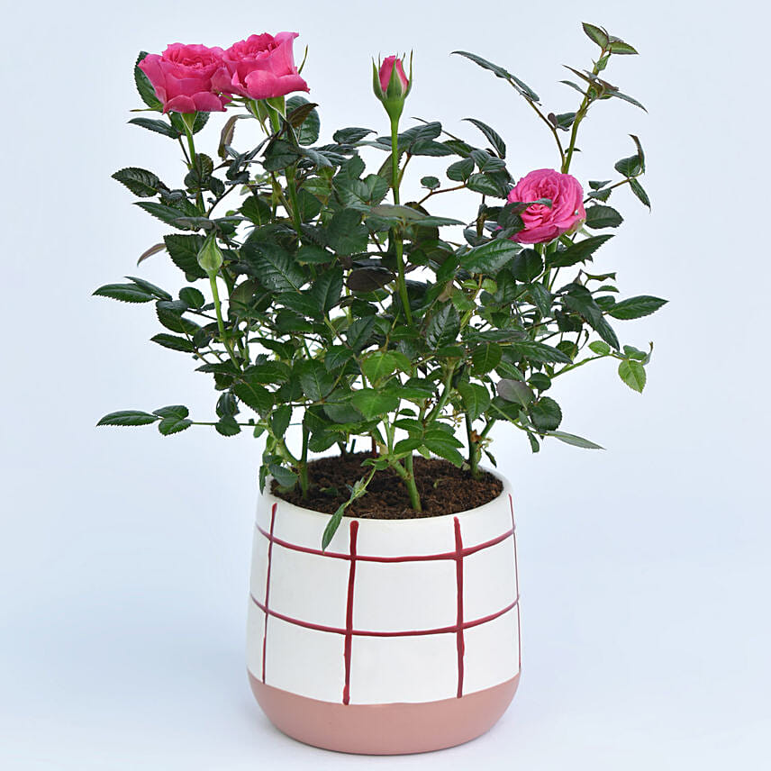 Online Pink Rose Plant In Designer Vase Gift Delivery in UAE - FNP