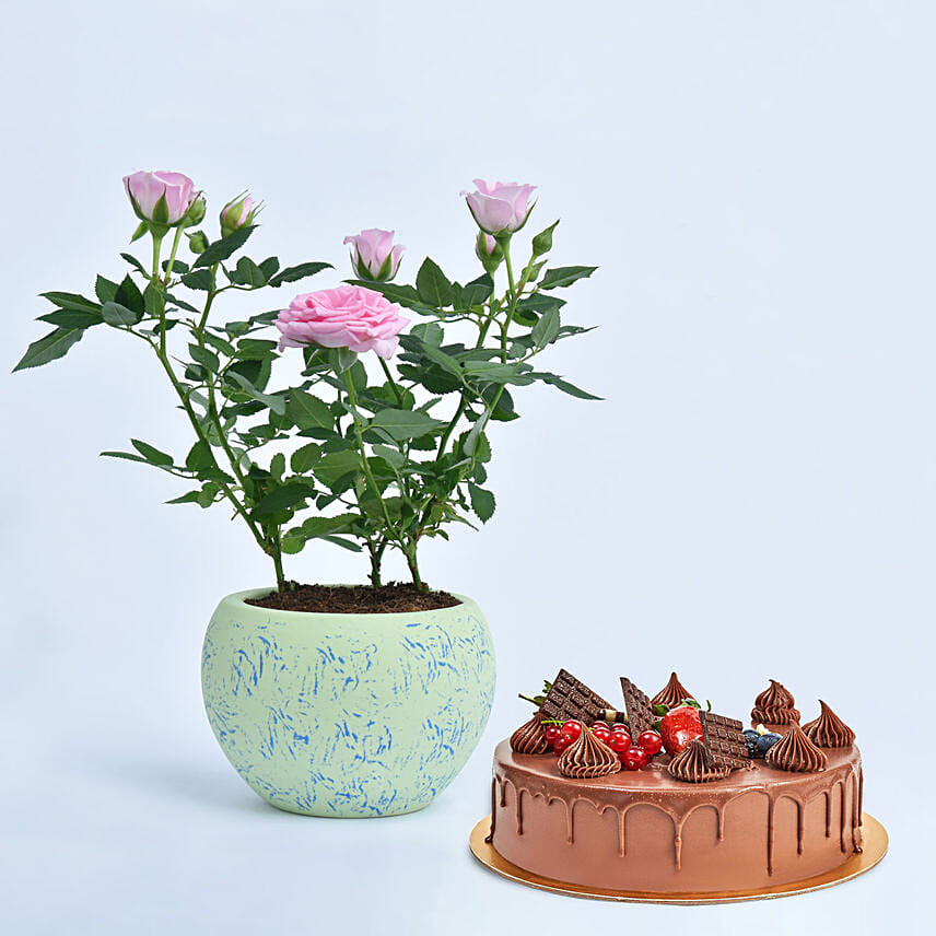 Pink Rose Plant with Fudge Cake