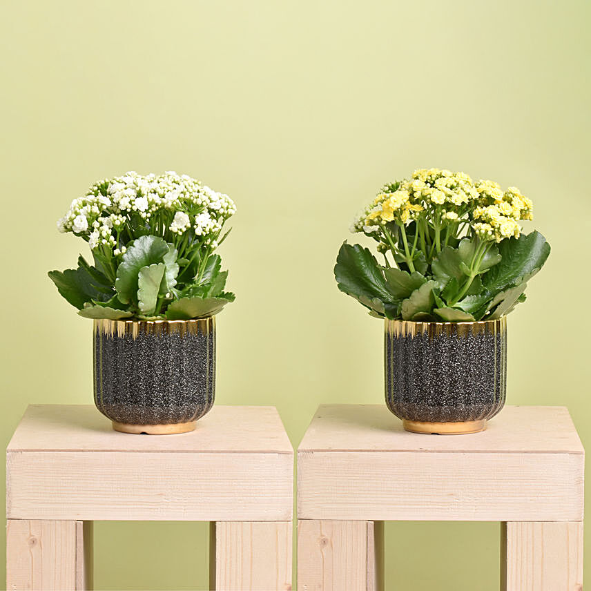 2 Kalanchoe Plants In Cactus Design Pots