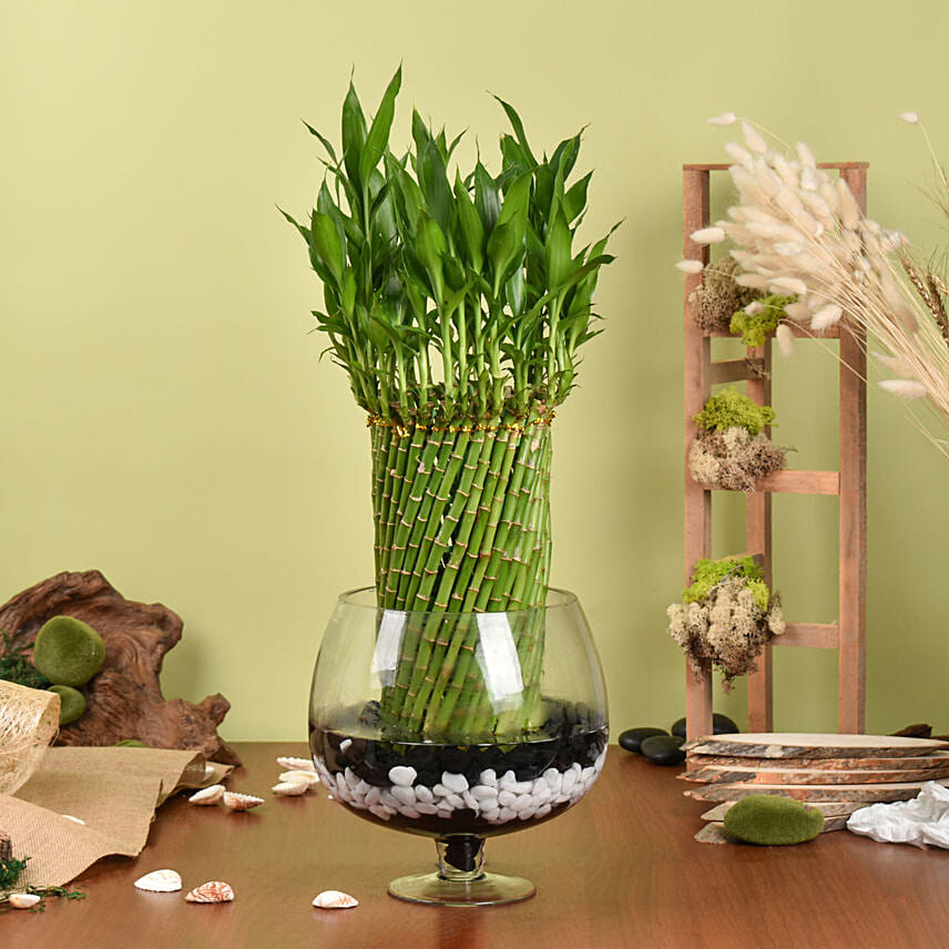 1 Best Online Plant Shop Dubai Buy Plants in UAE Fnp.ae