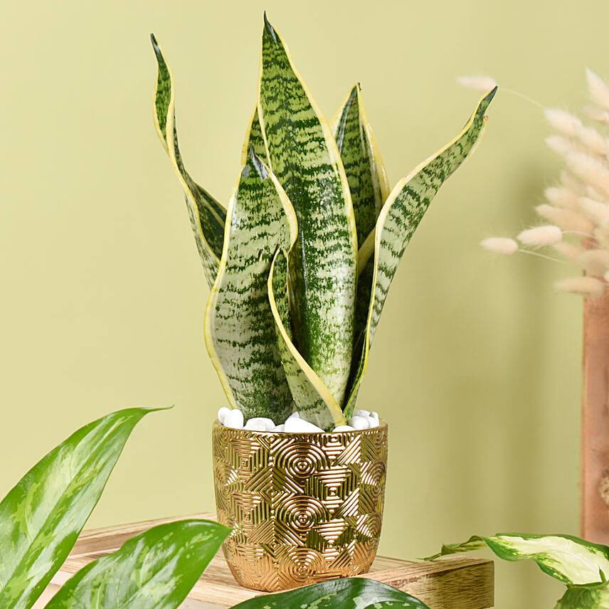 Online Gold Pot Air Purifying Plants Collection Gift Delivery in UAE FNP