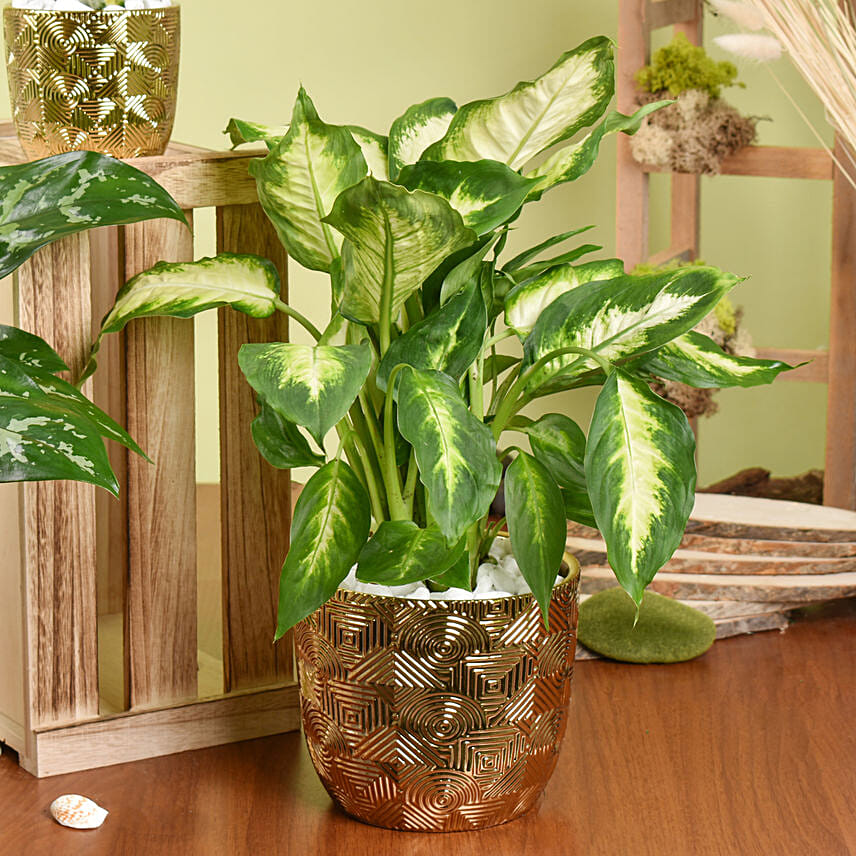 Online Gold Pot Air Purifying Plants Collection Gift Delivery in UAE FNP