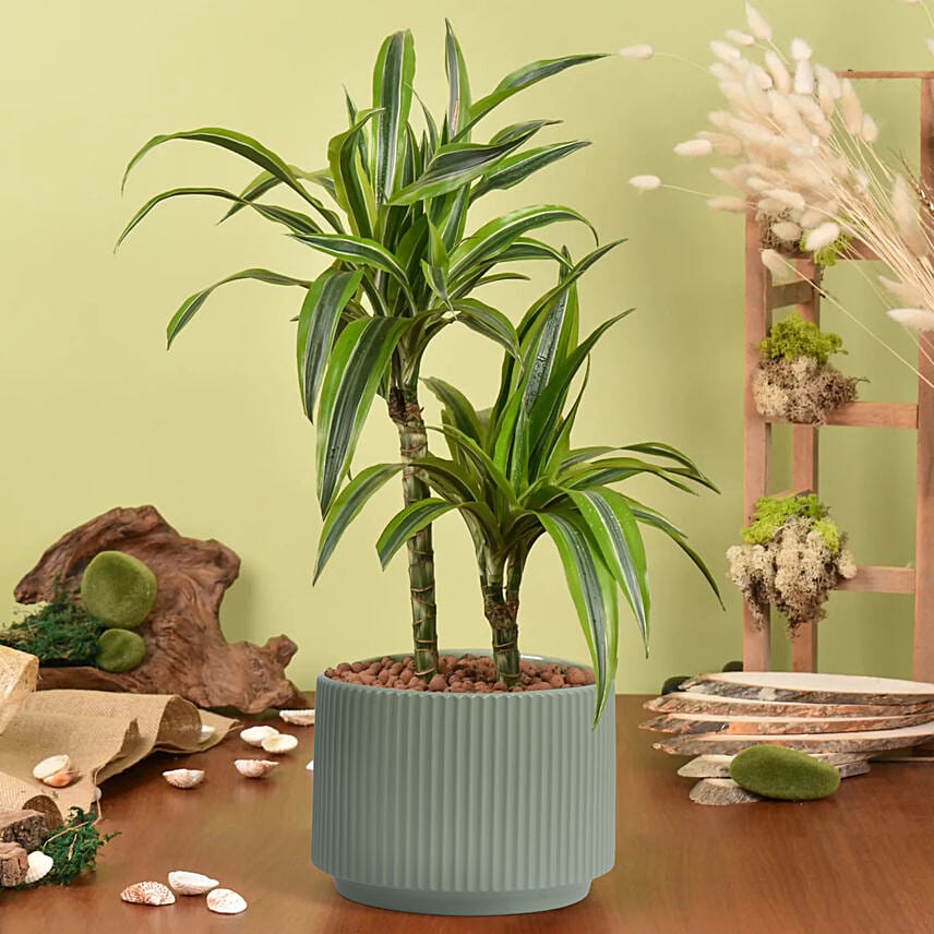 1 Best Online Plant Shop Dubai Buy Plants in UAE Fnp.ae