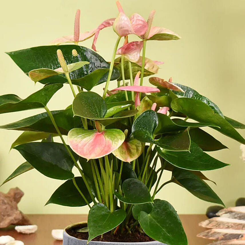 Pink anthurium outlet