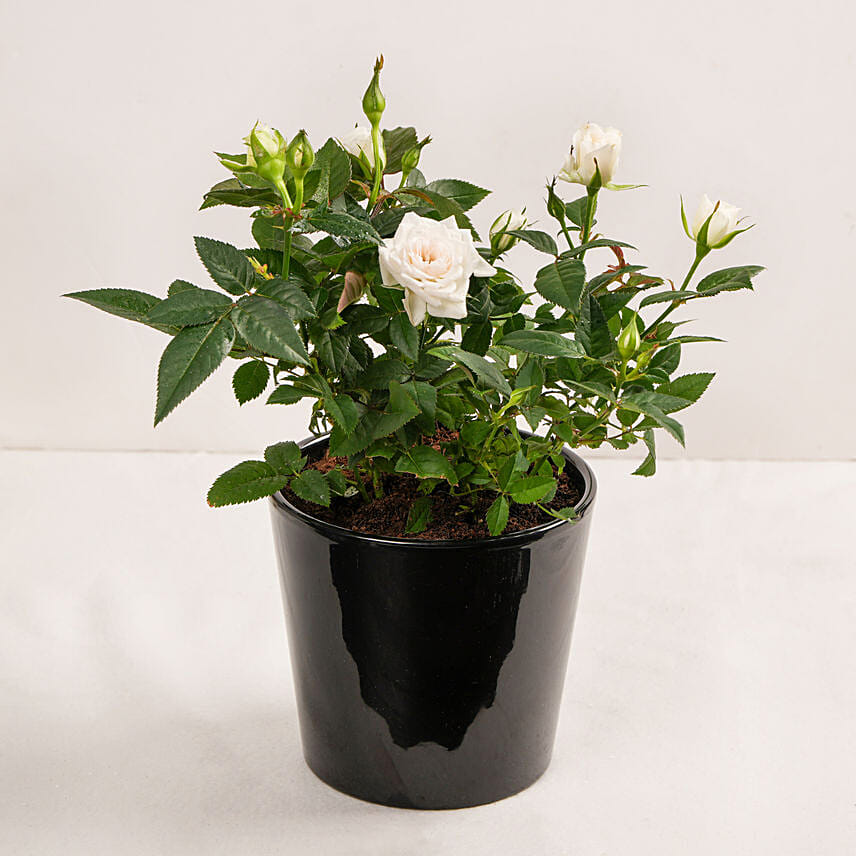 Order White Rose Plant in Black Pot Online | Same-Day Delivery UAE - Fnp.ae