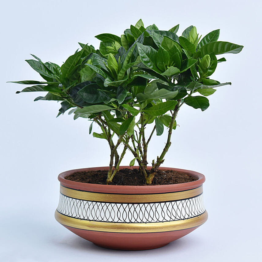 Gardenia Jasminoides in Terracotta Planter