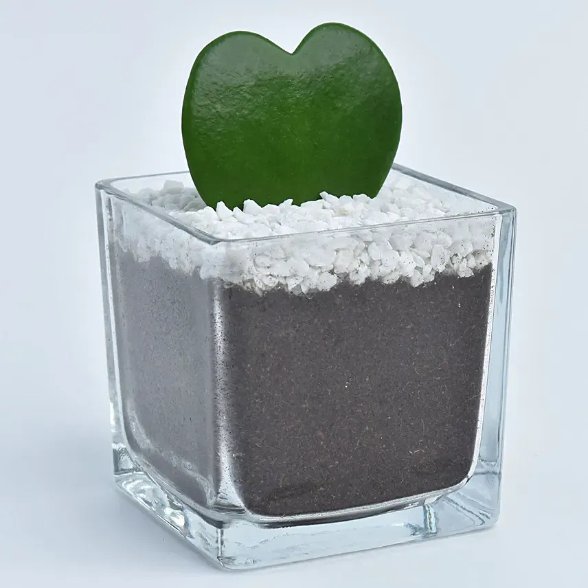 نبات صبار على شكل قلب أخضر في أصيص زجاجي مميز
