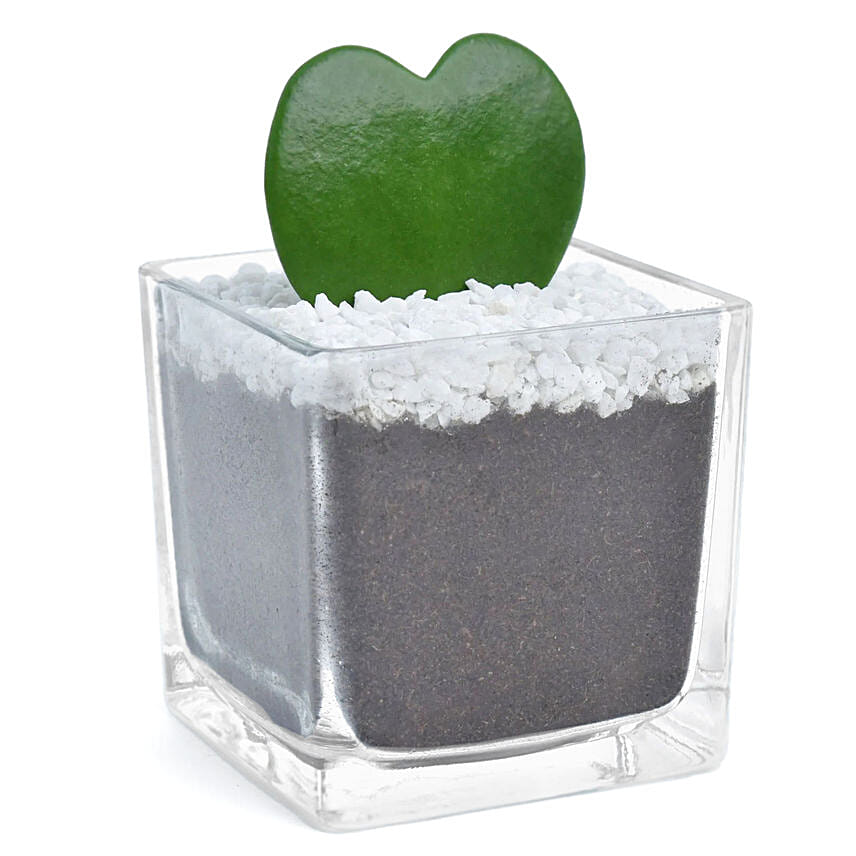 Heart Shape Hoya Kiri
