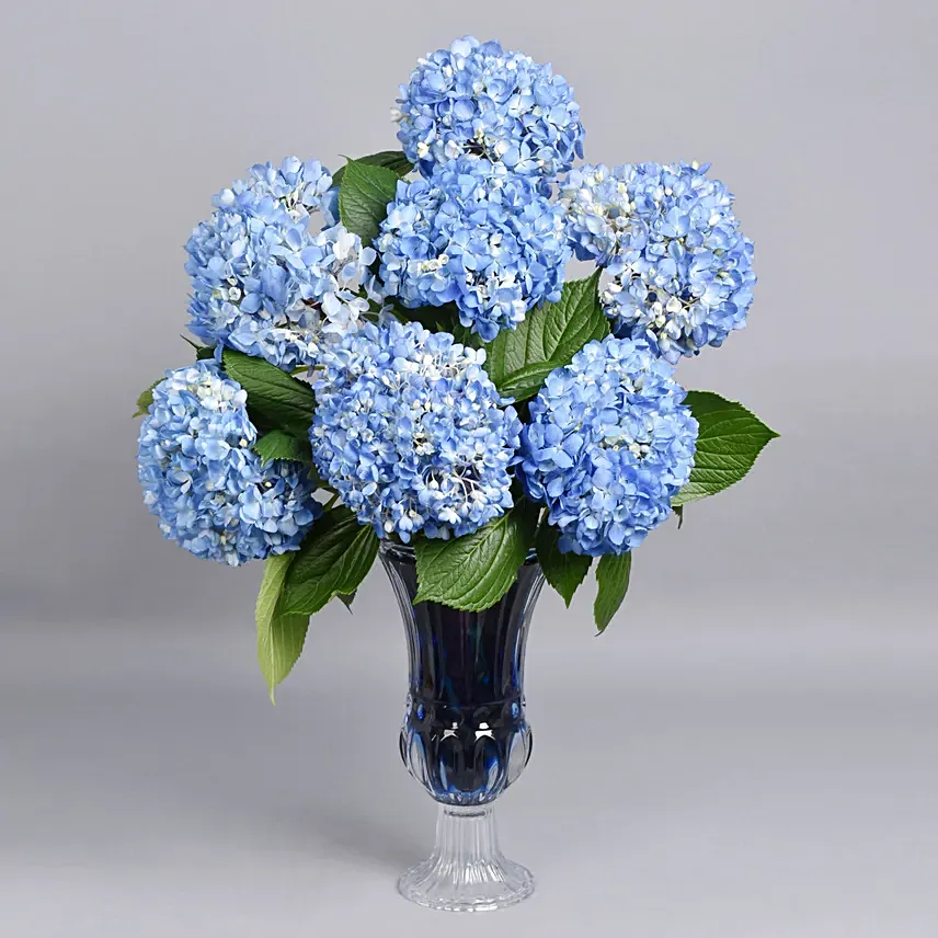 Hydrangea Grandeur