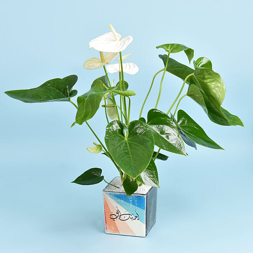 Love You Dad White Anthurium Plant