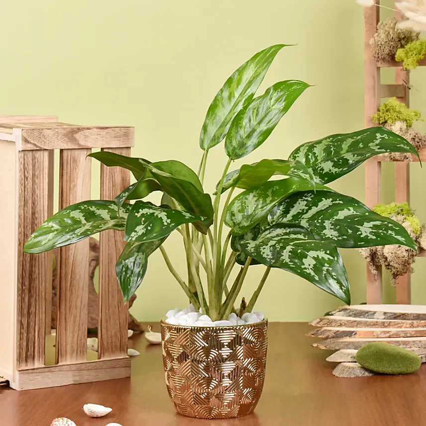 Maria Aglaonema Beautiful Indoor Plant