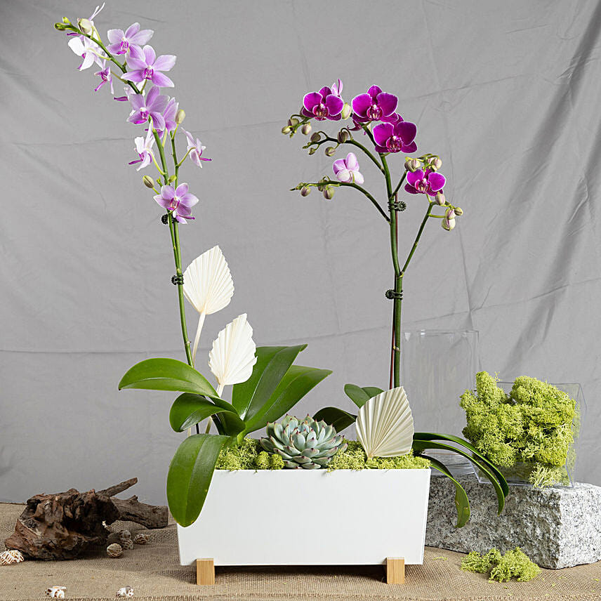 Orchid arrangements on sale