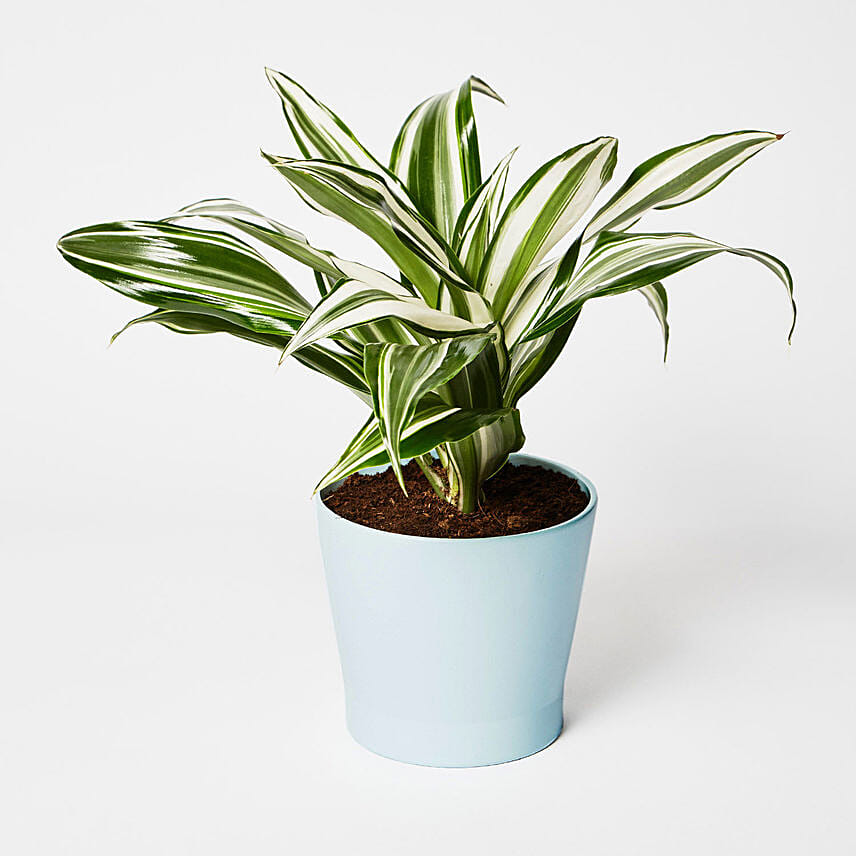 Peaceful Dracaena Mix Plant In Ceramic Pot