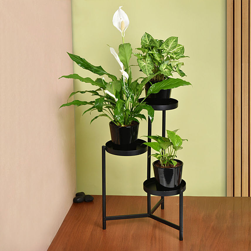 نباتات منزلية - ستاند نبات ثلاثي لون أسود وأصيص أسود