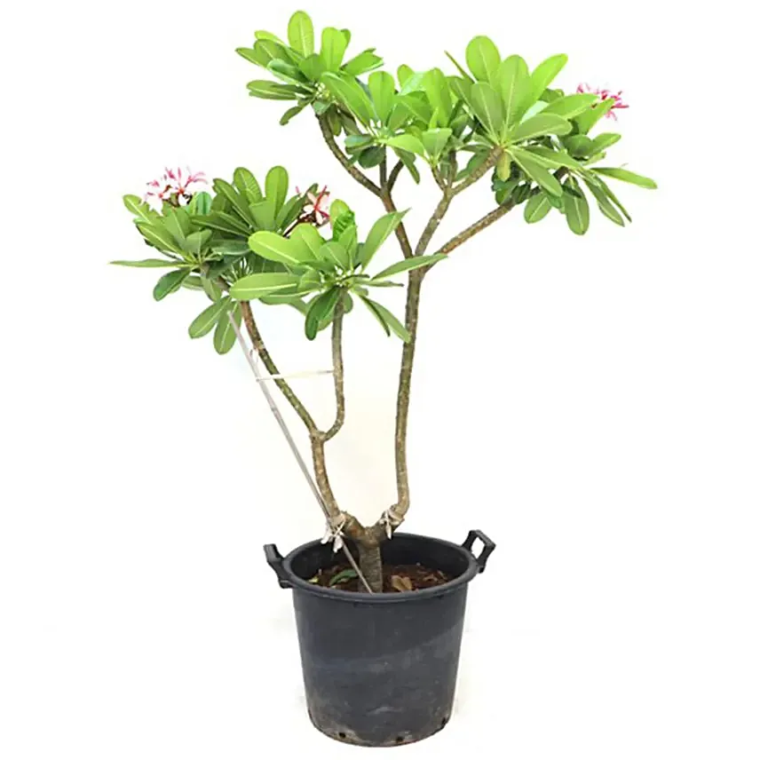 Plumeria Potted Plant