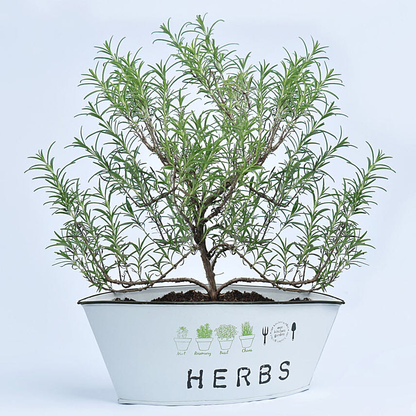 Rosemary In a Theme Herbs Planter