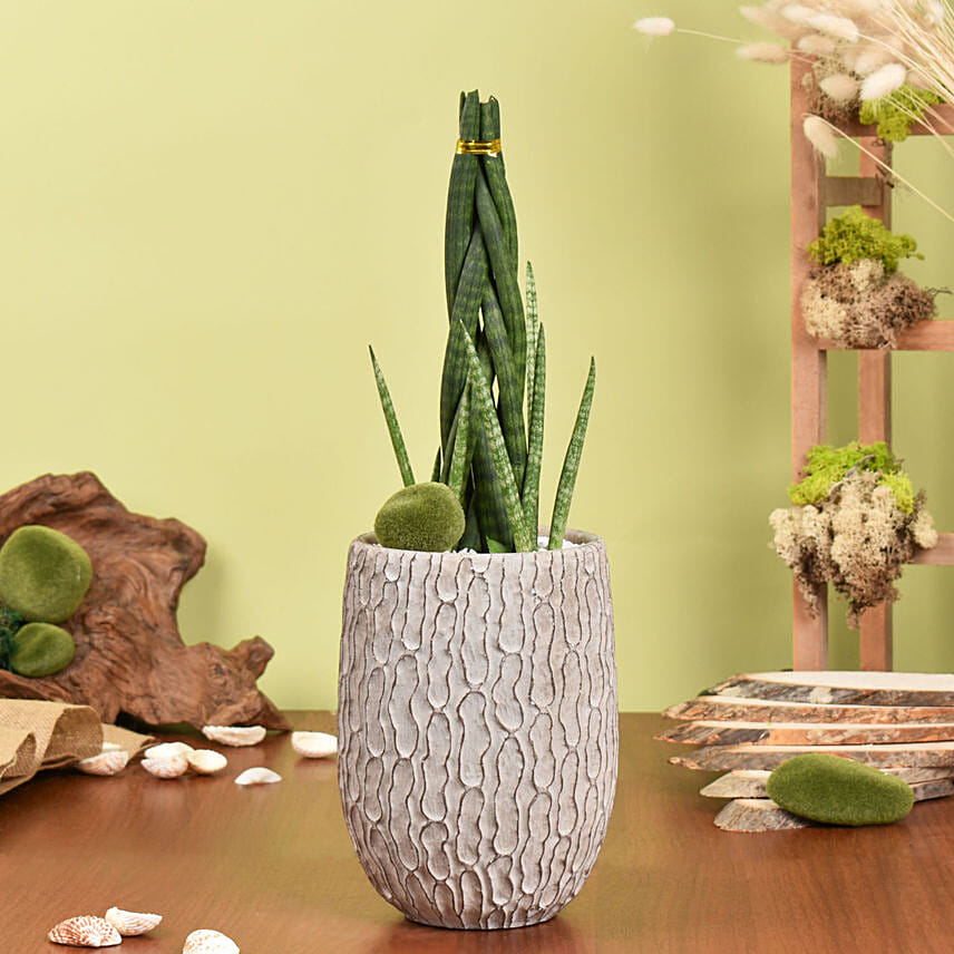 Sansevieria Cylindrica Air Purifying and Low Maintenance Plant