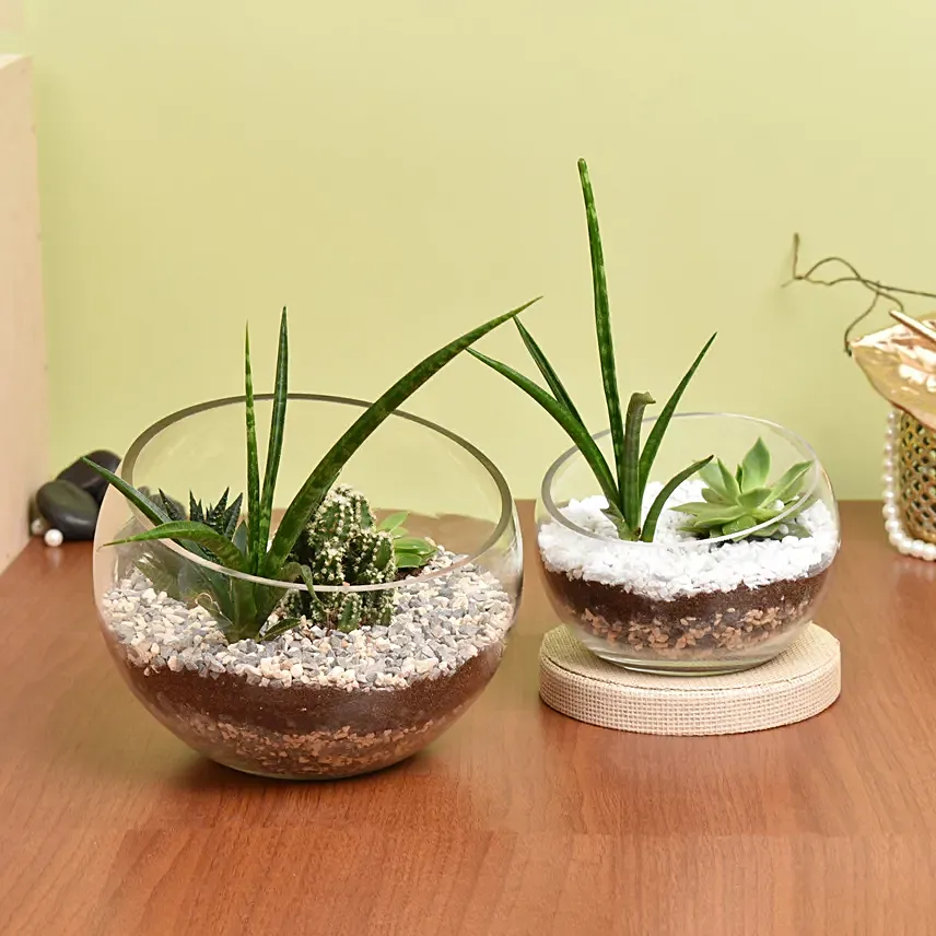 مجموعة من 2 نباتات صبارية في فازة زجاجية بتصميم مميز