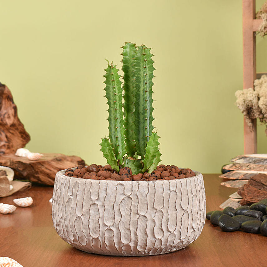 Trigona Cactus in a Textured