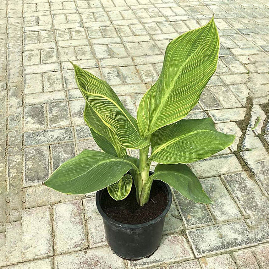 Tropicana Canna Lily Plant Pot