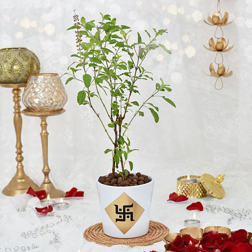 Tulsi plant in Ceramic Planter: Outdoor Plants to Dubai