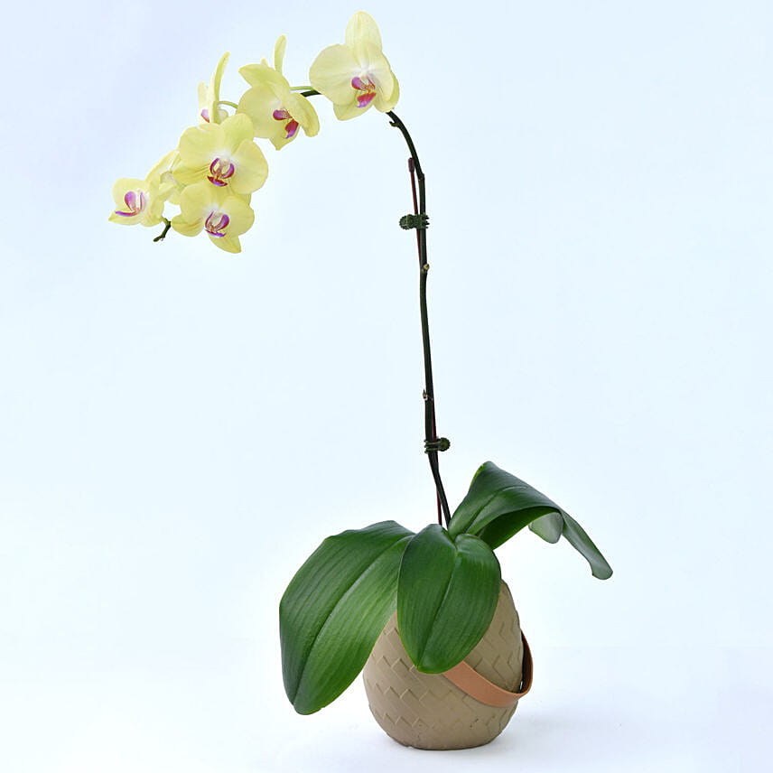 Yellow Orchid in Premium Vase