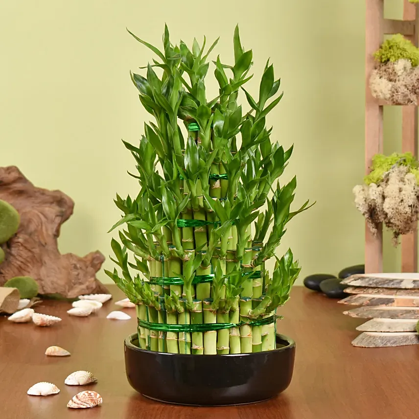 5 Layer Big Lucky Bamboo