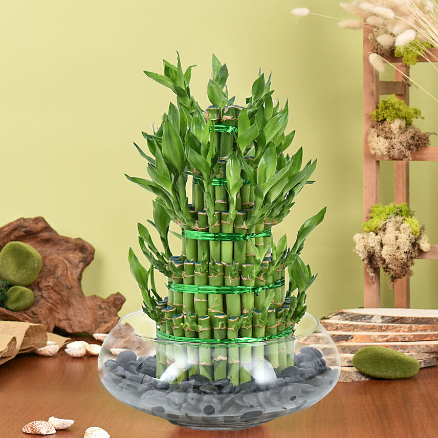 5 Layer Lucky Bamboo in Vase