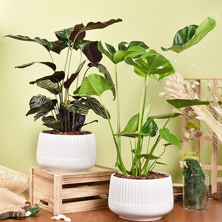 Air Purifying Duo of Calathea and Monstera Plant