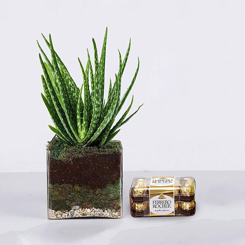 Aloe Vera Plant in Glass with Ferrero Rocher
