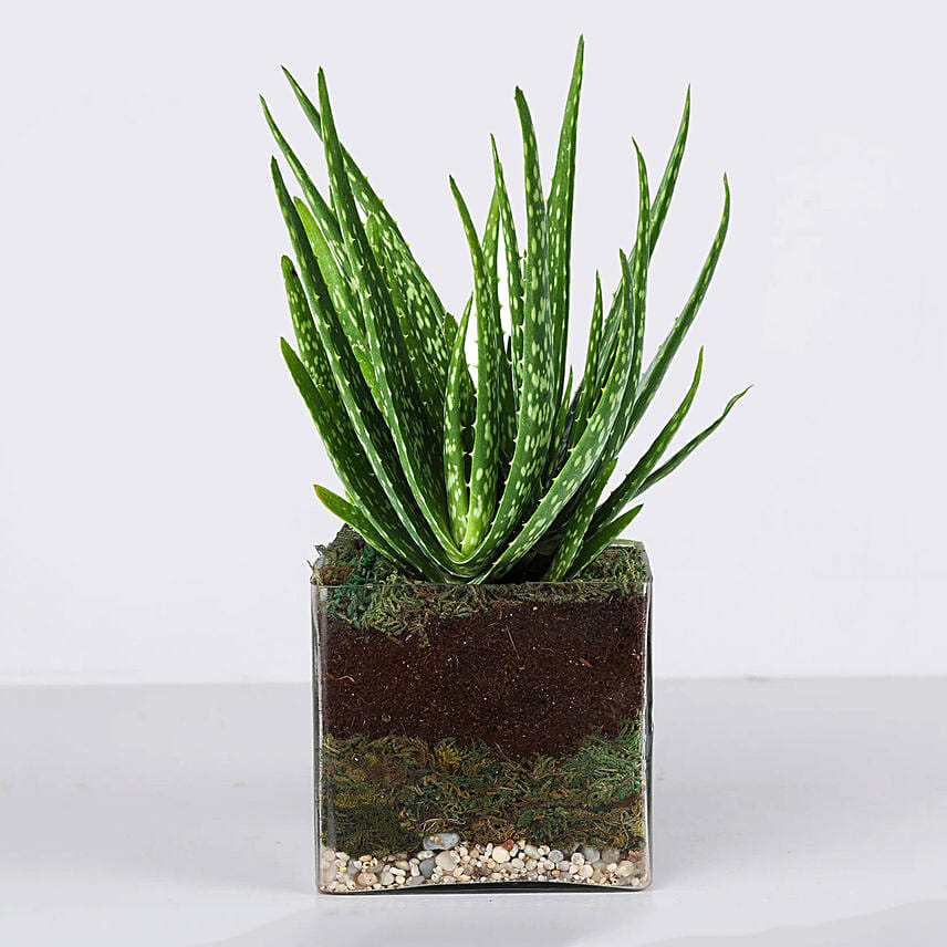 Aloe Vera Plant in Square Glass Vase