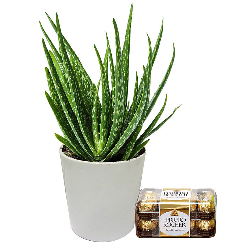 Aloe Vera Plant with Ferrero Rocher