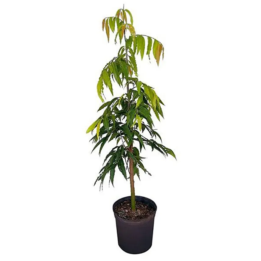 Ashoka Plant Pot