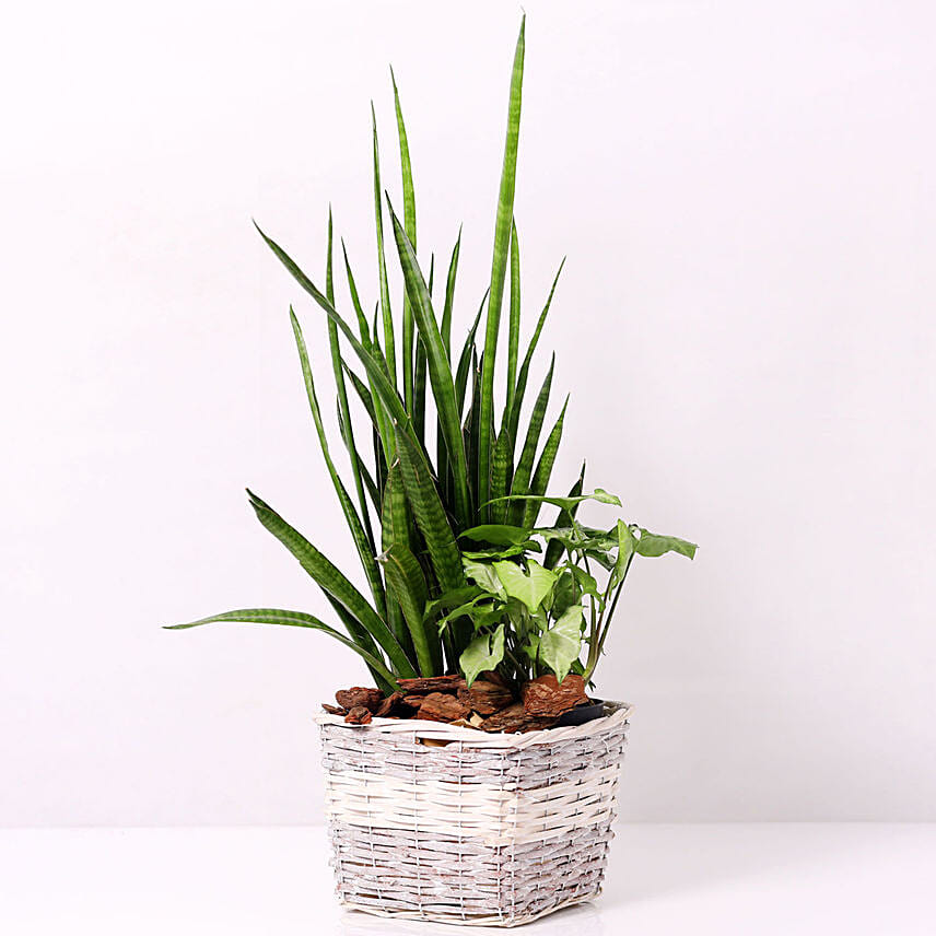 Basket of Sansevieria and Syngonium Plants