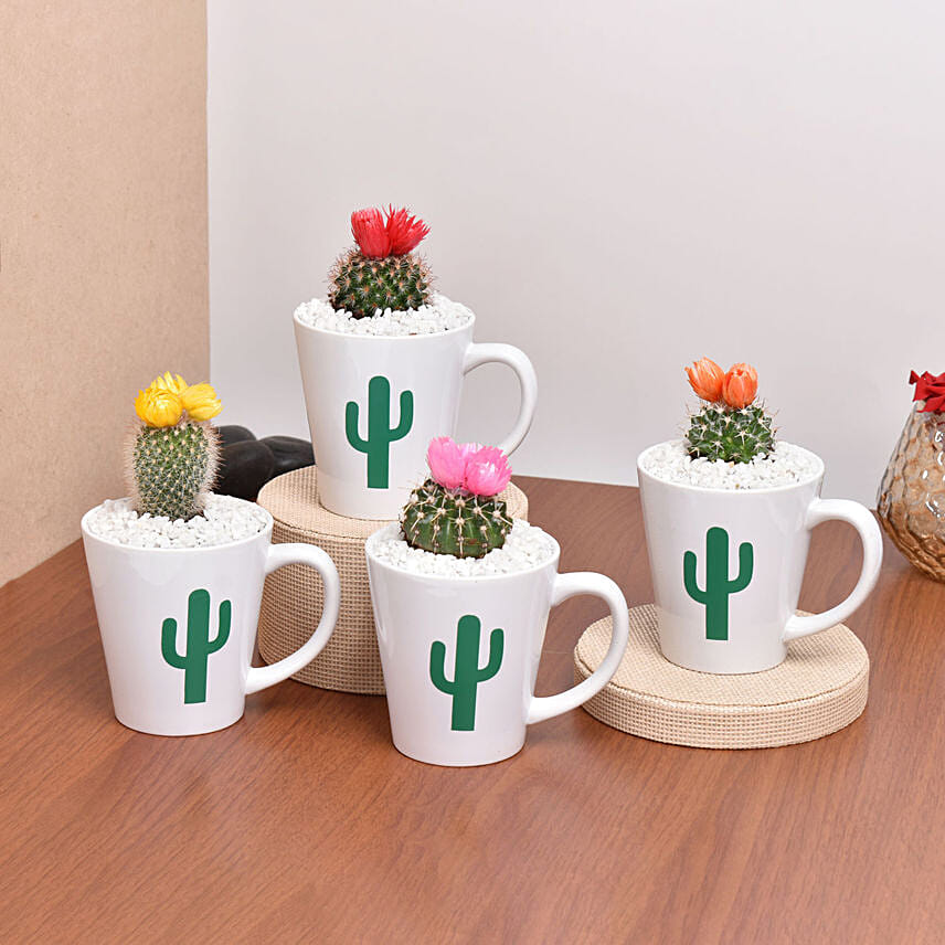 Cactus Garden